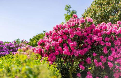 The Cabin in the Tamar Valley Cornwall - Foto 20