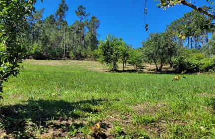 Casa Pandeiras - Foto 8