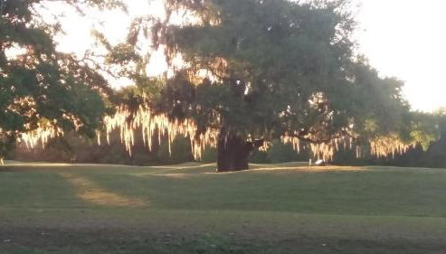 Creole Victorian for groups large and small - Foto 5