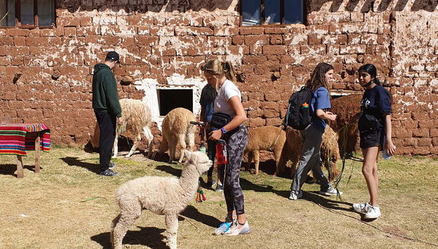 Sacred Valley Private Hike with Llamas & Alpacas - Foto 4