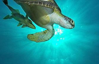 Hale Mapuana - Foto 19