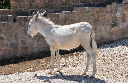 Masseria Le Terrazze di Serranova - Foto 80