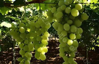 Locazione turistica Lorusso 1 - Foto 1