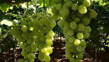 Locazione turistica Lorusso 1 - Foto 1