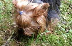 Studio Malou, cuisine, salle d'eau, terrasse amenagée - Foto 20