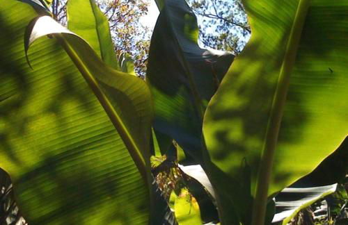 Casa Crudo, PRIVACIDADE NA MATA ATLÂNTICA, piscina, trilhas e descanso - Foto 48