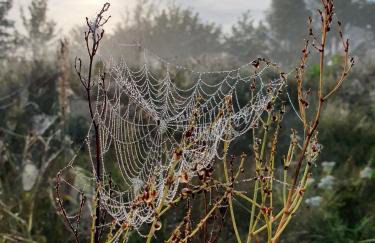 Królewska Sielanka - Foto 50