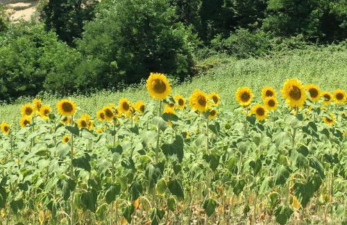Pizzicalaluna Agriturismo Olistico sulle Colline di Pianoro - Photo 31