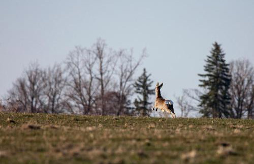 Drewniane domki z prywatnym jacuzzi i widokiem na Góry - Klimatyczny Kompleks w Górach Izerskich #Widogruszka - Photo 20
