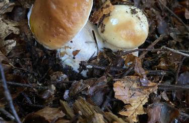 Maison de village, Route des lacs - Foto 25