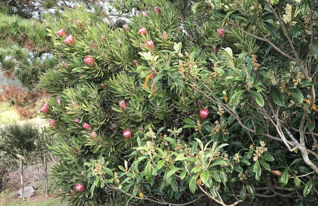 Mangawhai Retreat Apartments - Foto 67