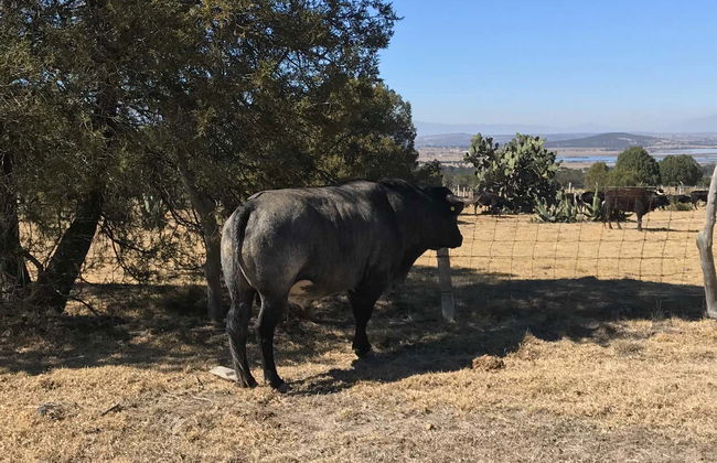 Tlaxcala Haciendas Tour - Photo 6