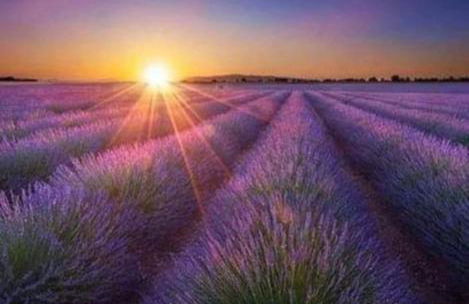 Les Dentelles du Ventoux - Gîte avec Piscine - Photo 34