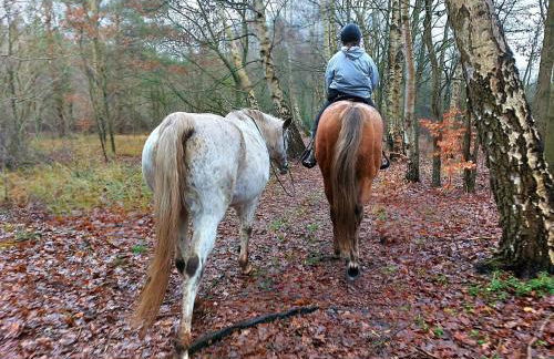 Wohnung in Lübberstorf am Neuklostersee - Foto 18