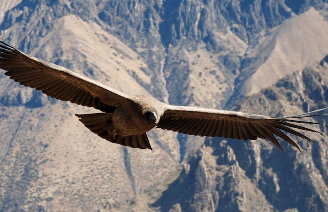 Private Trip from Arequipa - Photo 1