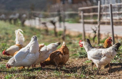 Milea Agritourism - Foto 99