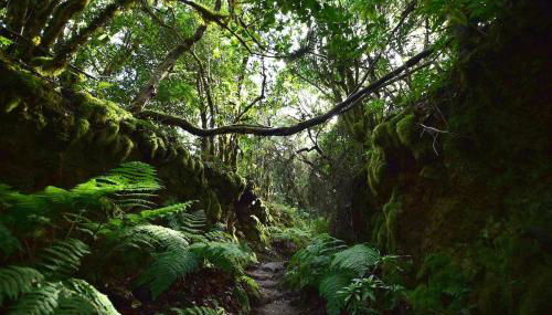 Las Rosas de Clara - Foto 3