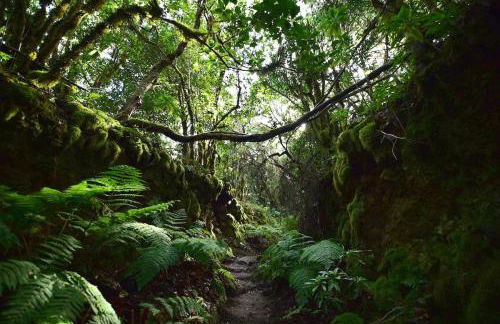 Las Rosas de Clara - Foto 3