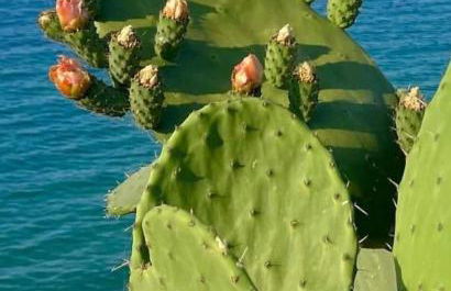 Pezula Mani - Foto 54