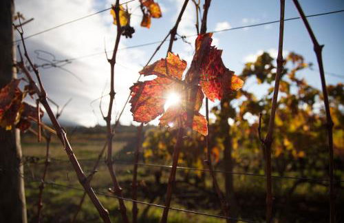 Feudo Vagliasindi -Wine Experience- - Foto 56