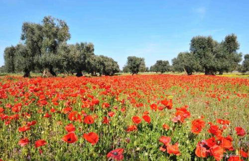 Trullo in vigna - Foto 45