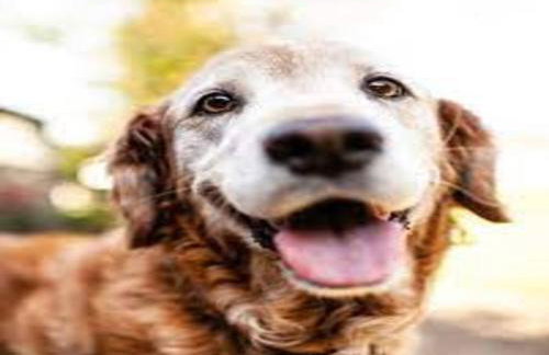 A Wooden, Eco-friendly House by the Goszcza Lake. Living Room, 2 Bedrooms - Foto 43