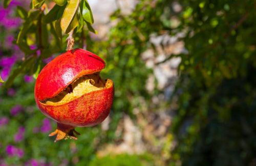 Villa Mary - Foto 22