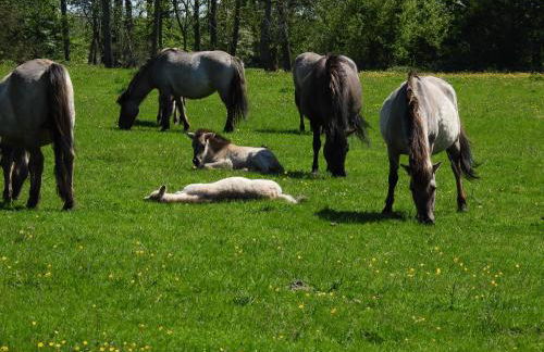 La Casa Ferienwohnung Strandweg - Foto 25