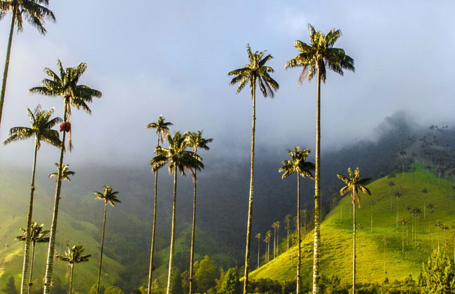 Filandia, Salento & Cocora Valley Excursion - Photo 1