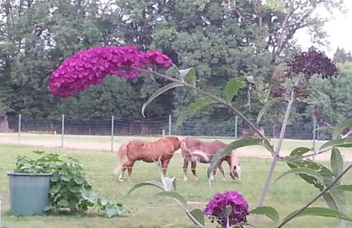Ferienhaus Kraihof, Münchner Straße 234 - Foto 8