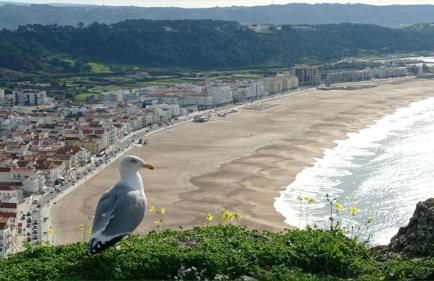 West coast dream Nazare - Foto 46