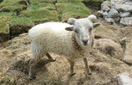 Le Logis Du Prieure - Photo 6