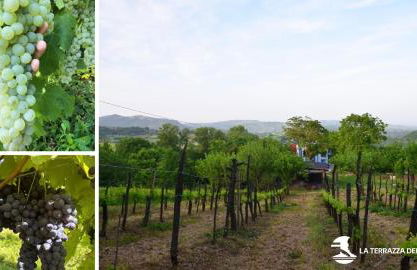 La Terrazza delle Noci - alloggio agrituristico - Foto 10