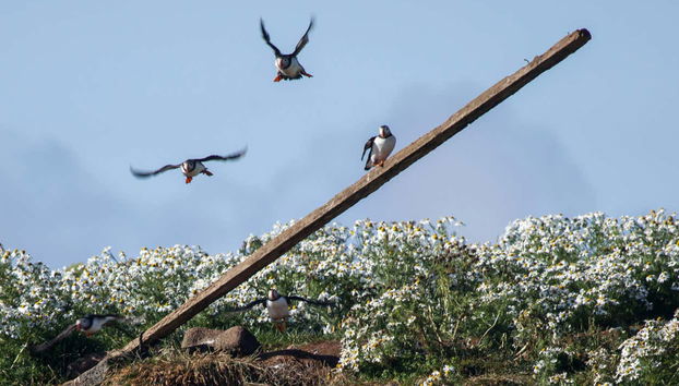 Avvistamento di pulcinelle di mare a Reykjavík - Photo 3