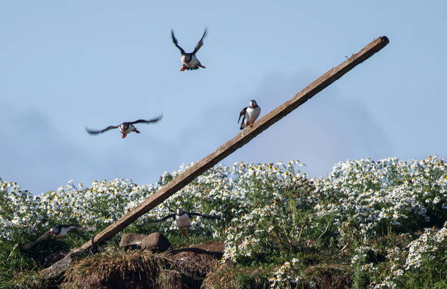 Avvistamento di pulcinelle di mare a Reykjavík - Foto 3