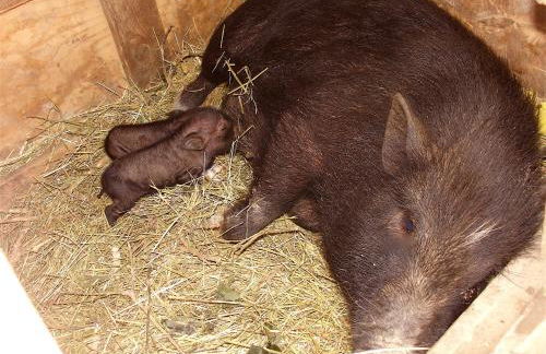 Agriturismo Ca' Isotta - Photo 57