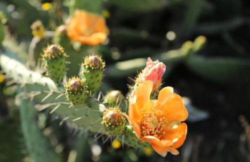 Casa da Retur-Praia do Cabeco-Algarve-Castro Marim - Photo 26