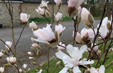 Chillout!! Sussex Flint Cottage- HotTub - Goodwood - Foto 20