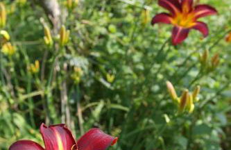 Sapphire forest garden shepherd’s hut - Foto 35
