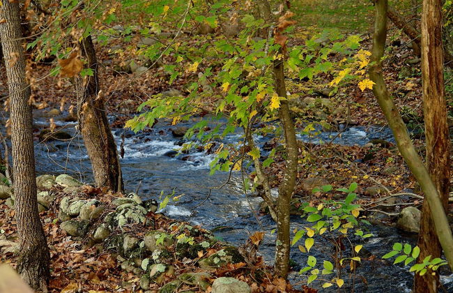 Jon's Pond on Cosby Creek - 2 Bedrooms, 2 Baths, Sleeps 6 Cabin by RedAwning - Foto 1