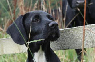 Castleview @ Newton Steading Farm - Foto 76