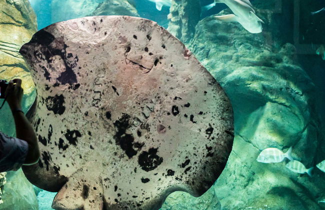 Biglietti per l'Aquarium di Costa Teguise - Foto 1