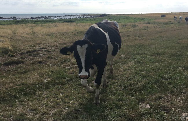 8 Person Holiday Home in Tvaaker-by Traum - Foto 8