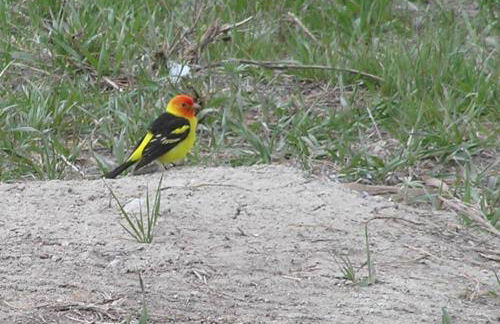 Tunk Valley Ranch House - Foto 15