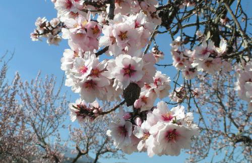 Cortijo Blanco - Foto 38