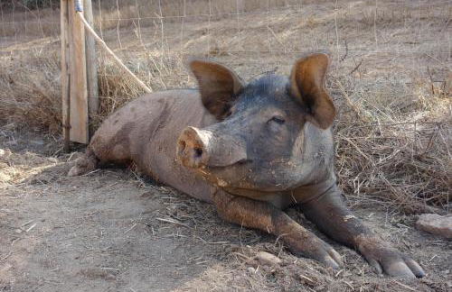 Gecko Pego Longo - Foto 70