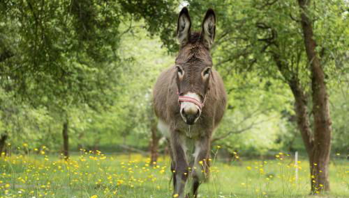 Ferienwohnung Vogelschar Urlaub auf dem Lebenshof - Foto 3