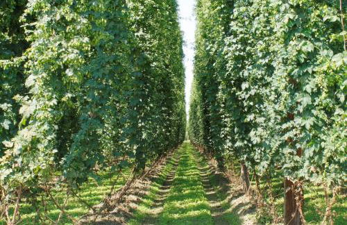 Haus Sabine - Foto 8