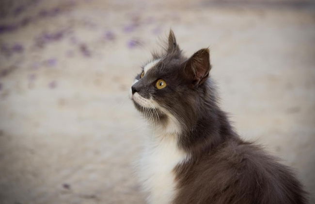 Case Vacanza Torre Lupa - Foto 24