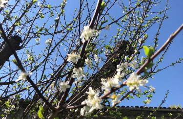 Il nido vicino Castel di Sangro ed Alfedena - Foto 2